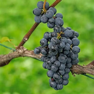 Pino Noir