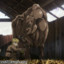 Buffer Cow