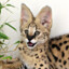 Serval Lover