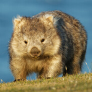 Wombat