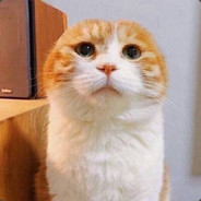 爱嘤嘤嘤真是太好啦