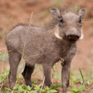 Warthogson