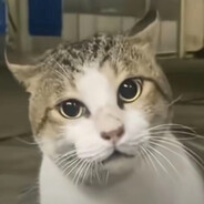 你给我果赖
