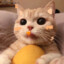 Lemon Cat0117