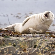 I AM SEAL