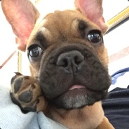 ◆吉尔邦恩◆丨海猫