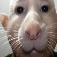 кмс по куни avatar