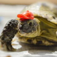 БЫСТРАЯ ЧЕРЕПАХА