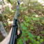 medved