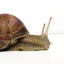 A Snail's avatar