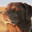 kuhriz