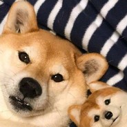 打又打不过，跑又跑不掉