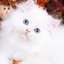 White Persian Kitten