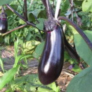 双枪会给出答案