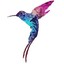 Colibri