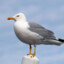 Hetzjagd auf Hohlov