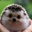 Hedgehog