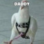 Daddy Pigeon
