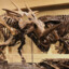 Ceratopsidae