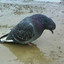 SMART PIGEON