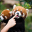 Red_Panda