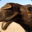 Sneezers The Camel