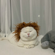 没有感情的兔子杀手