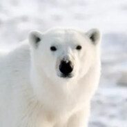 bigWhitePaw