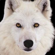mandragora(MAX a GAZ) - steam id 76561197961845444