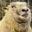SheepShagger