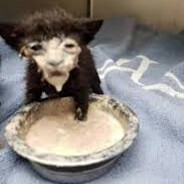 gen1k - steam id 76561198894975051