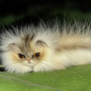 котогусЕница avatar