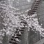 春の桜