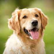 Sancho_Puncher - steam id 76561199043425383