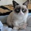 Grumpy cat