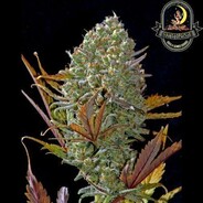 Pineapple Express$420