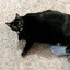 Fat Black Cat