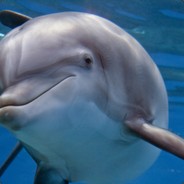 imadolphin