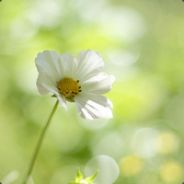 song fen xiao wangzi