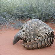 Pangolins avatar