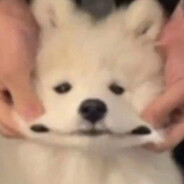 Not a Dog