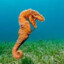 Tyrannoseahorse Rex