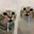 BOT Pug40K