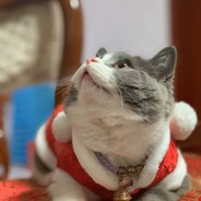 我家猫咪叫歪哥