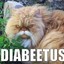 The Diabetus Guy
