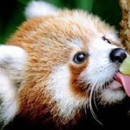 pochanke juz nie milczy