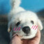 pawslock