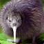 Kiwi the Bird
