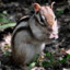 chipmunk2