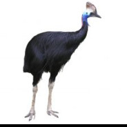 Cassowary